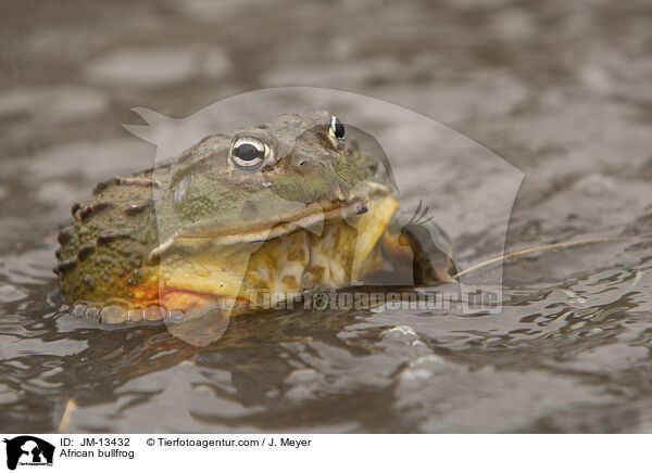 African bullfrog / JM-13432