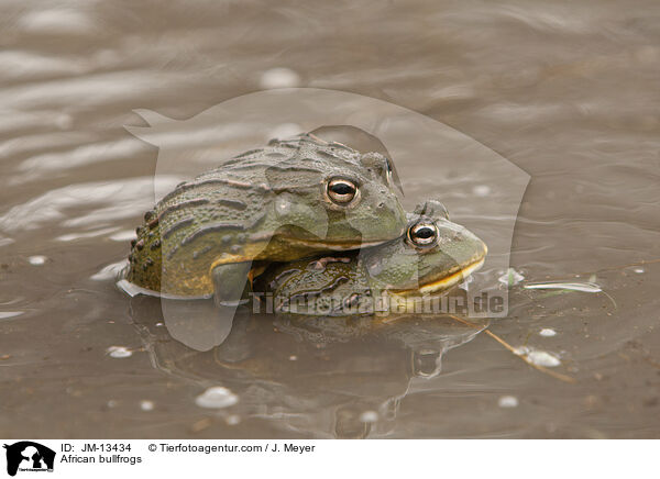 African bullfrogs / JM-13434
