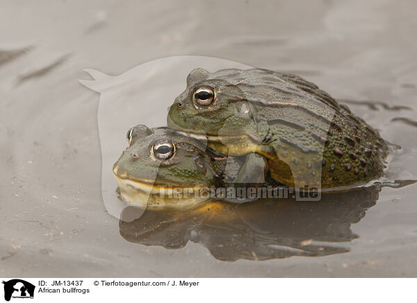African bullfrogs / JM-13437
