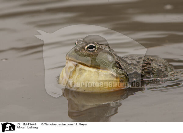 African bullfrog / JM-13449