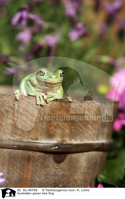 Australian green tree frog / KL-06769