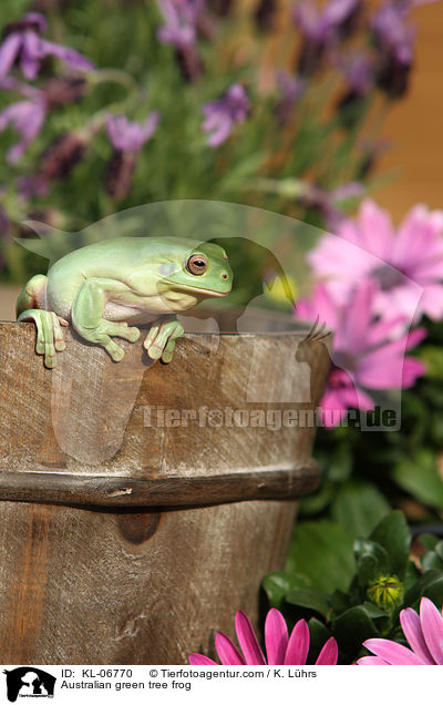 Australian green tree frog / KL-06770