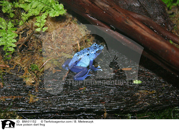 blue poison dart frog / BM-01152