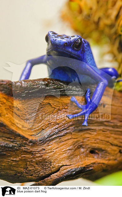 blue poison dart frog / MAZ-01073