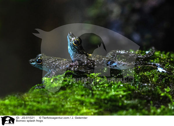 Borneo splash frogs / JG-01021