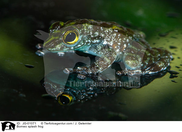 Borneo splash frog / JG-01071