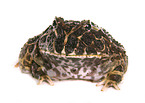 Chacoan horned frog