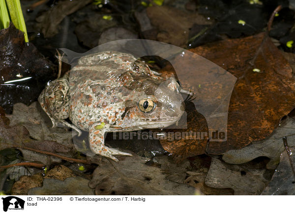 toad / THA-02396