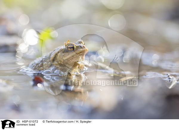 common toad / HSP-01072