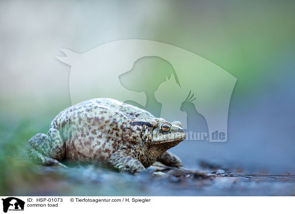 common toad / HSP-01073