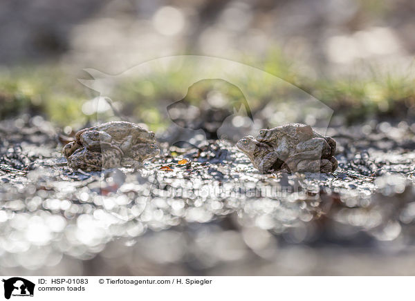 common toads / HSP-01083