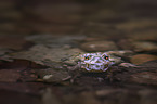 swimming Common Toad