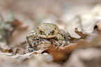sitting Common Toad