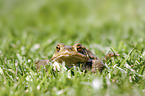 sitting Common Toad