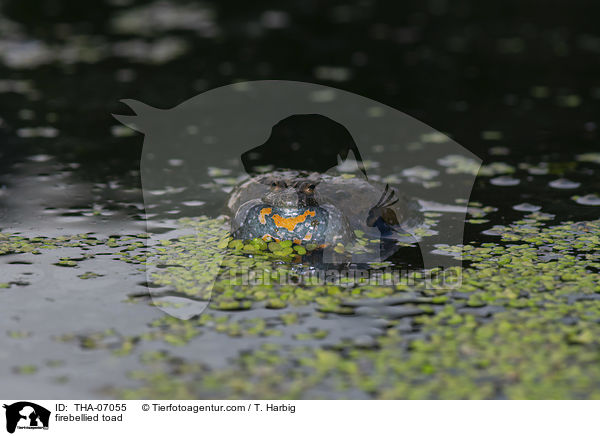 firebellied toad / THA-07055
