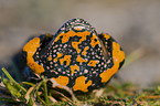 firebellied toad