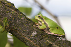 common tree frog