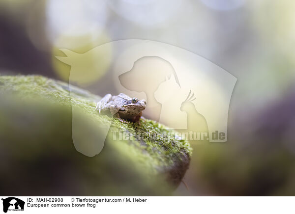 European common brown frog / MAH-02908