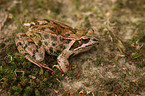 brown grass frog