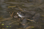 grass frogs