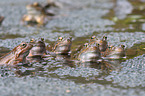 European grass frogs