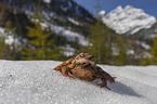 grass frog in the snow