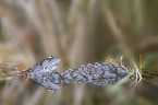swimming Grass Frog