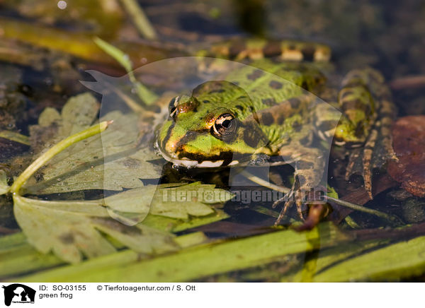 green frog / SO-03155