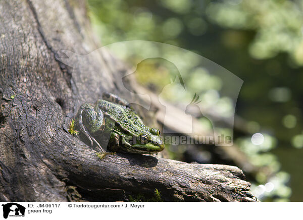 green frog / JM-06117