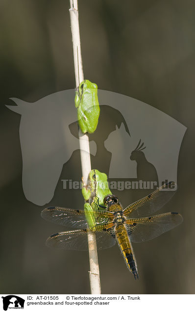 greenbacks and four-spotted chaser / AT-01505