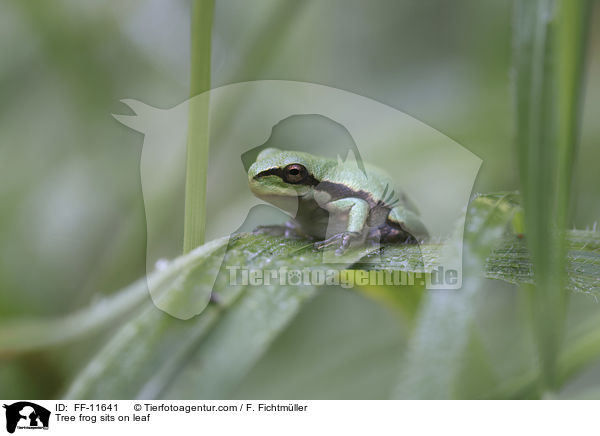 Tree frog sits on leaf / FF-11641