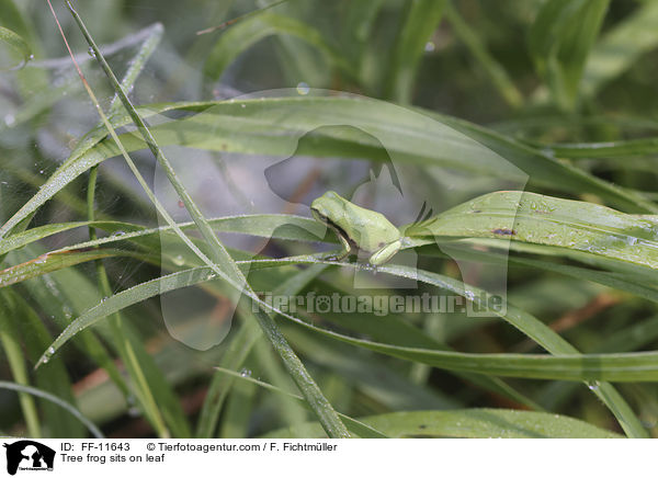 Tree frog sits on leaf / FF-11643