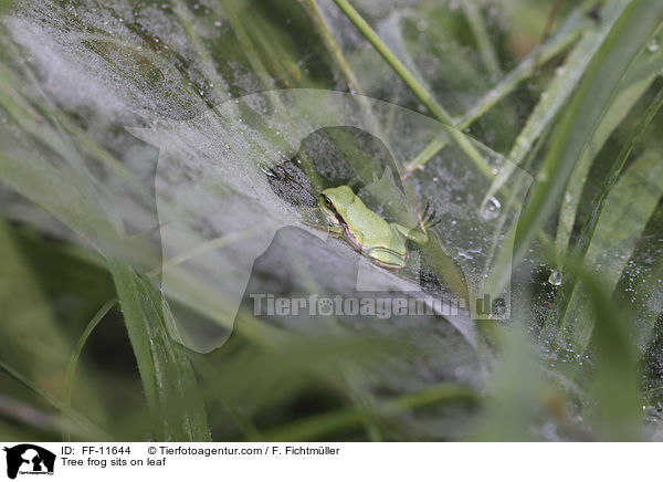 Tree frog sits on leaf / FF-11644