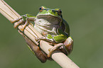 Amphibians and reptiles