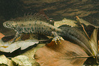 Macedonian crested newt