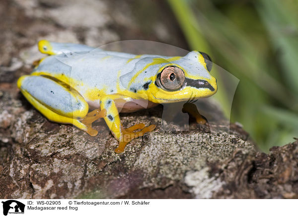 Madagascar reed frog / WS-02905