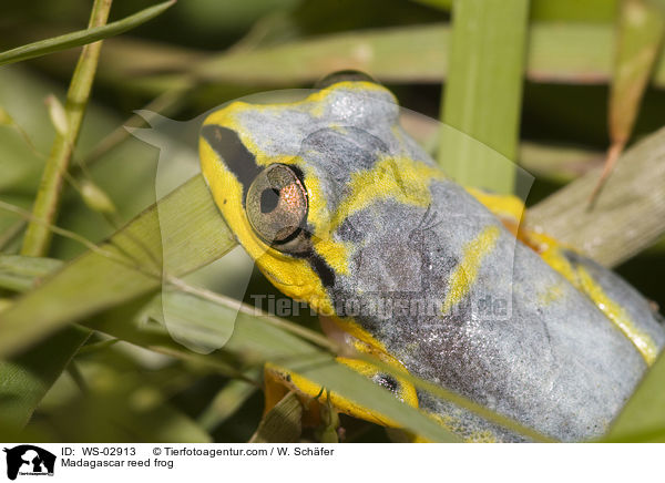 Madagascar reed frog / WS-02913