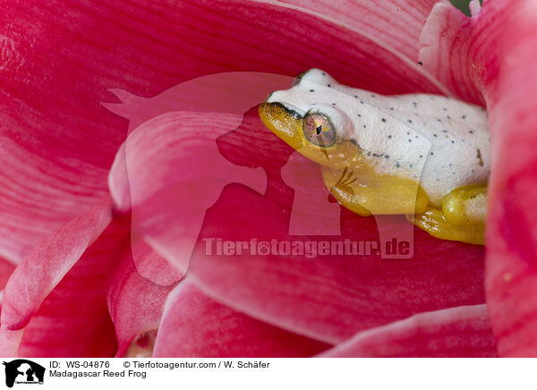 Blauer Riedfrosch / Madagascar Reed Frog / WS-04876