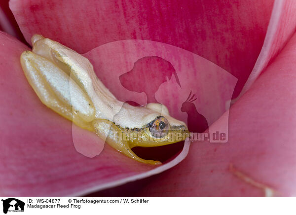 Blauer Riedfrosch / Madagascar Reed Frog / WS-04877
