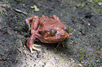 Madagascar tomato frog