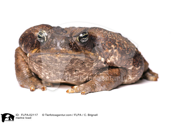 marine toad / FLPA-02117