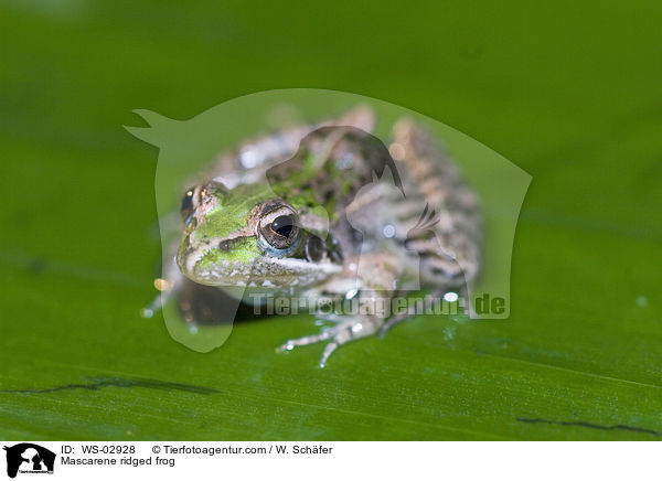 Mascarene ridged frog / WS-02928