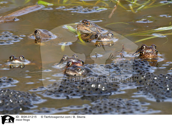 moor frogs / BSK-01215