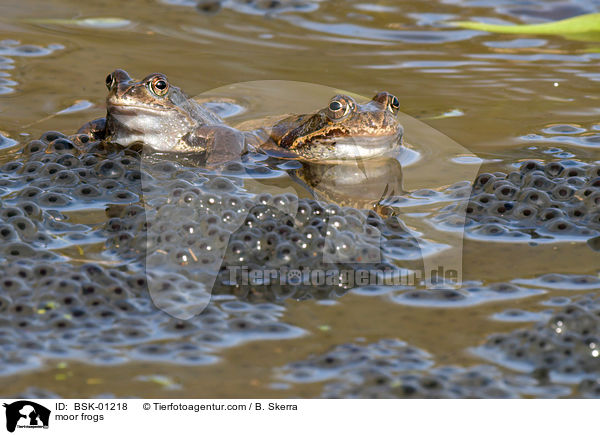 moor frogs / BSK-01218