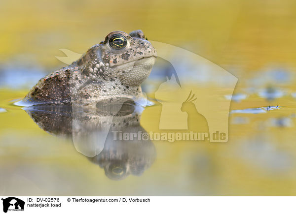 natterjack toad / DV-02576