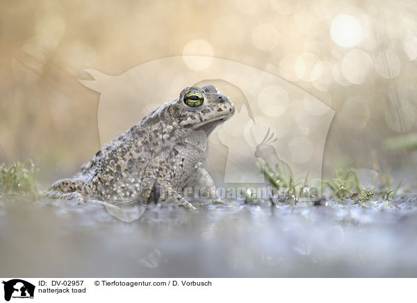 natterjack toad / DV-02957