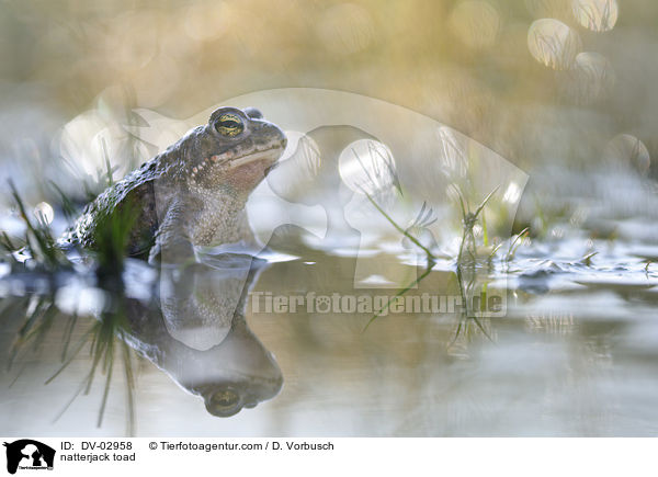 natterjack toad / DV-02958