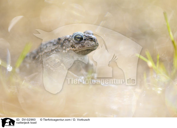 natterjack toad / DV-02960