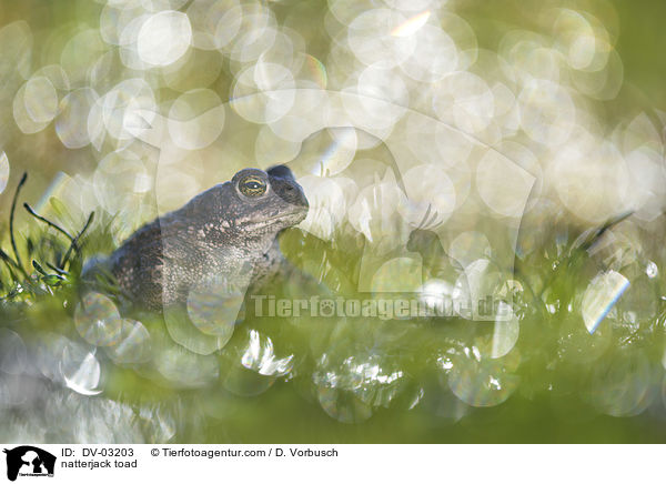 natterjack toad / DV-03203