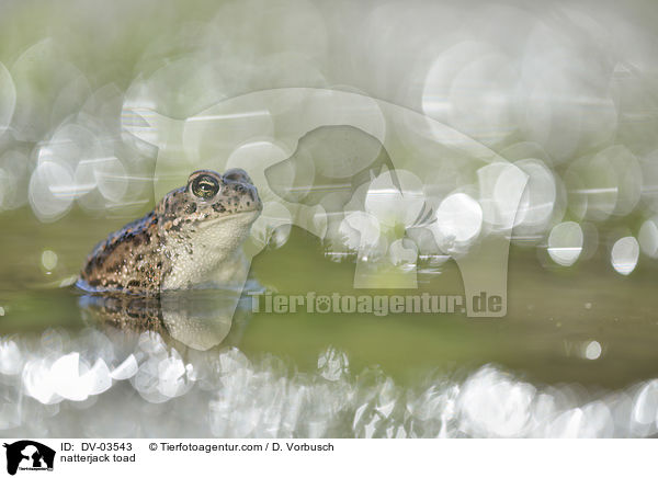 natterjack toad / DV-03543